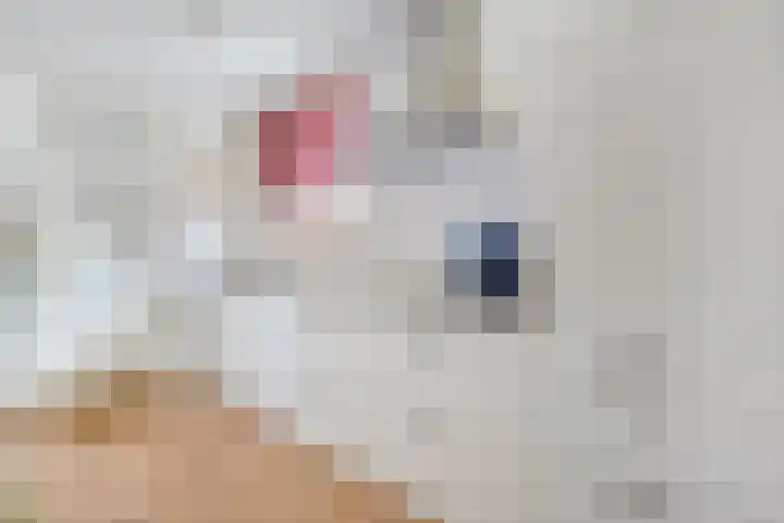 het Schar 25 Steenwijk thumbnail 4