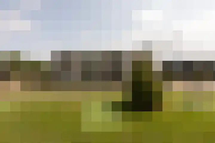 het Schut 1 207 Sneek thumbnail 4