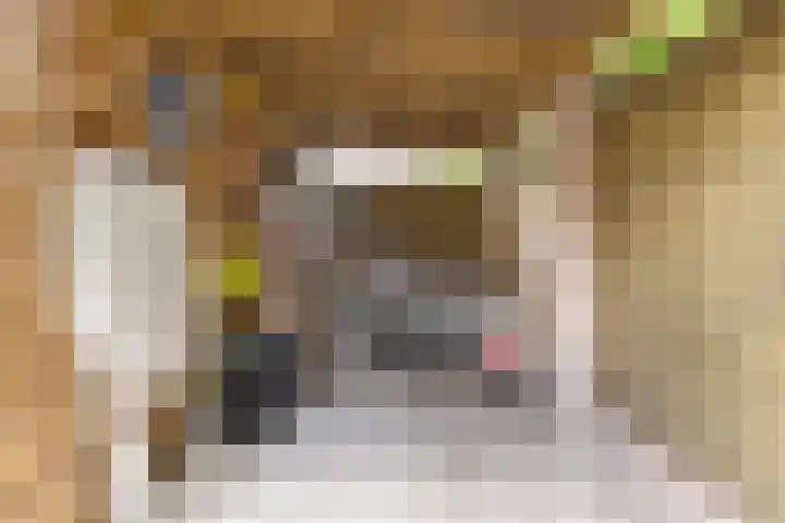 Het Slotje 9 Gemert thumbnail 33