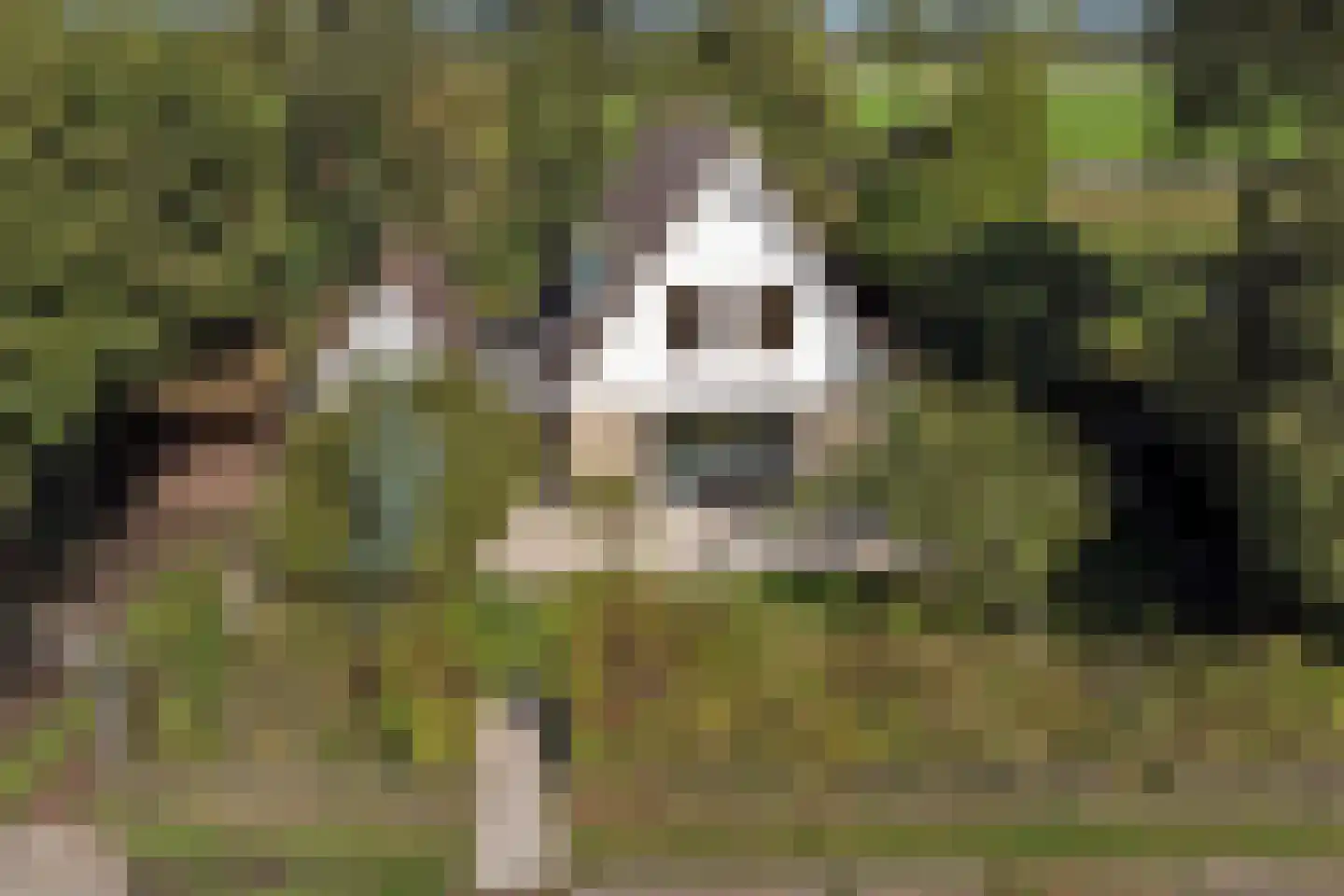 Het Smallegange 2 Kortgene thumbnail 40