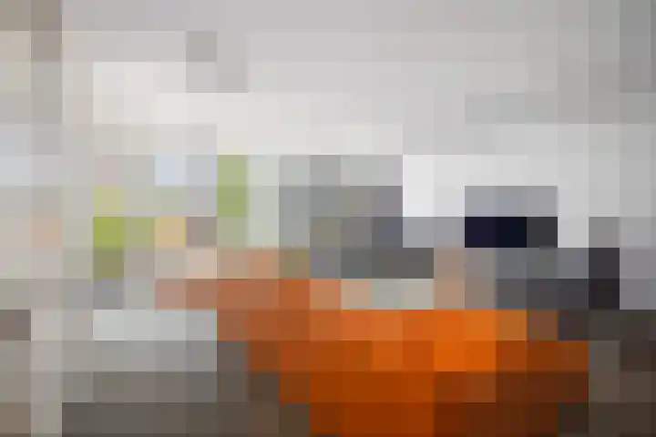 Het Sparrenbos 63 Apeldoorn thumbnail 4