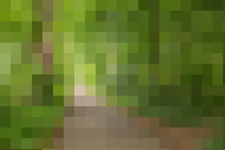 Het Sparrenbos 63 Apeldoorn thumbnail 45