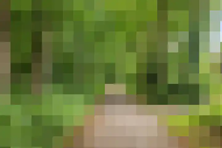 Het Sparrenbos 63 Apeldoorn thumbnail 46