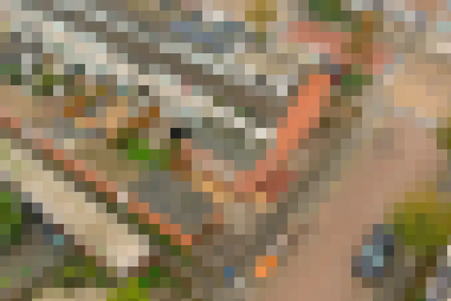 Het Tolland 94 Wateringen thumbnail 48