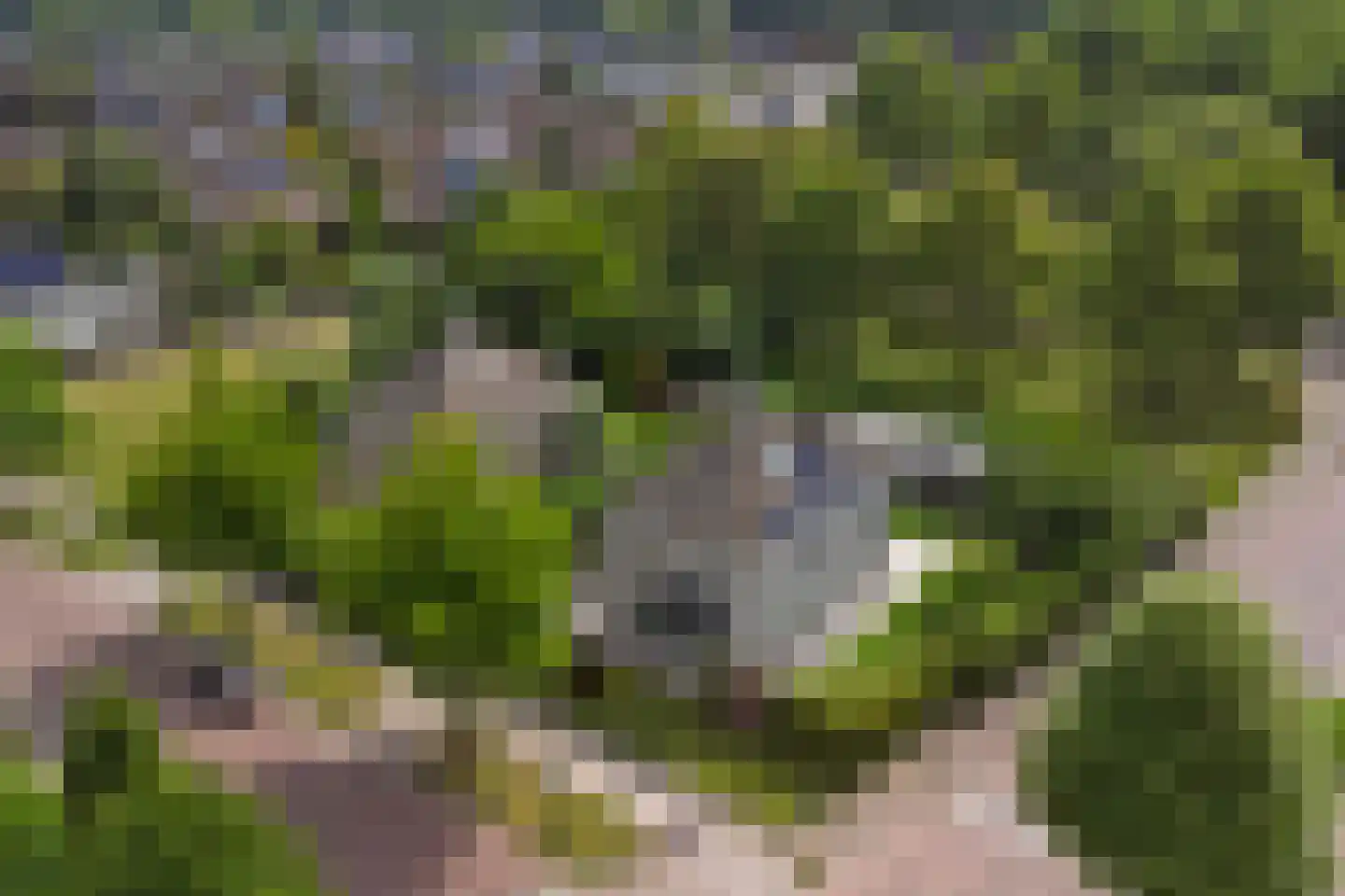 Het Vaandel 2 Swifterbant thumbnail 50