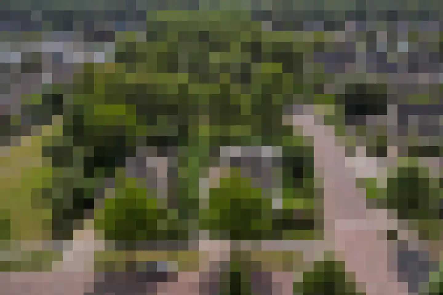 Het Vaandel 2 Swifterbant thumbnail 52