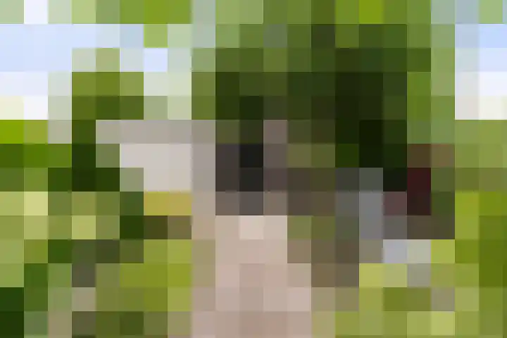 het Vallaat 28 Sneek thumbnail 54