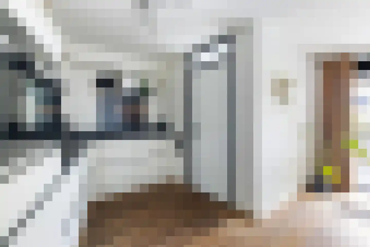 Het Var 41 Leeuwarden thumbnail 33