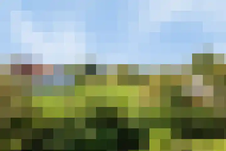 Het Veerse Bree 43 Vrouwenpolder thumbnail 19