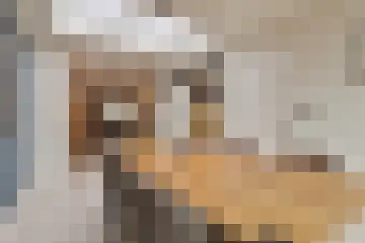 Het Veldje 151 Horst thumbnail 7
