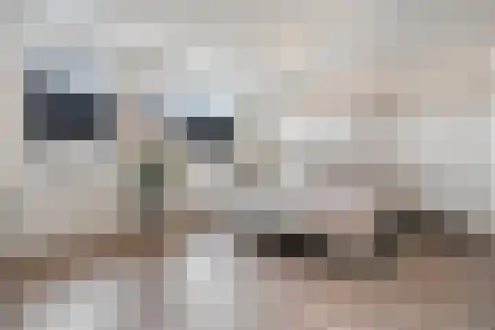 Het Vledder 36 Meppel thumbnail 17