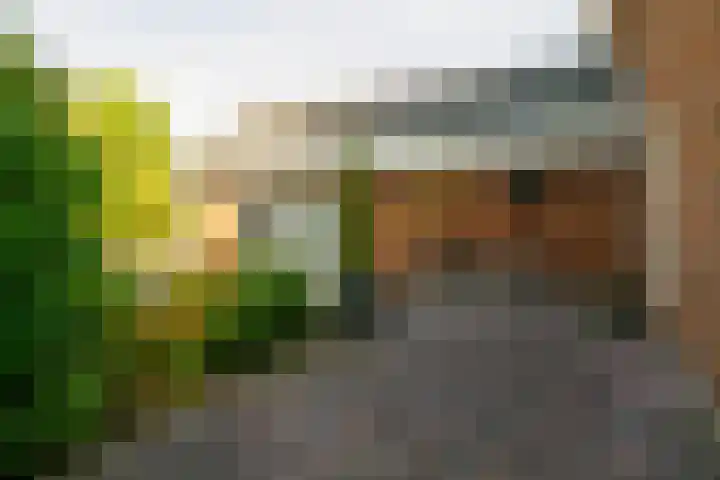 Het Waal 76 Emmen thumbnail 46