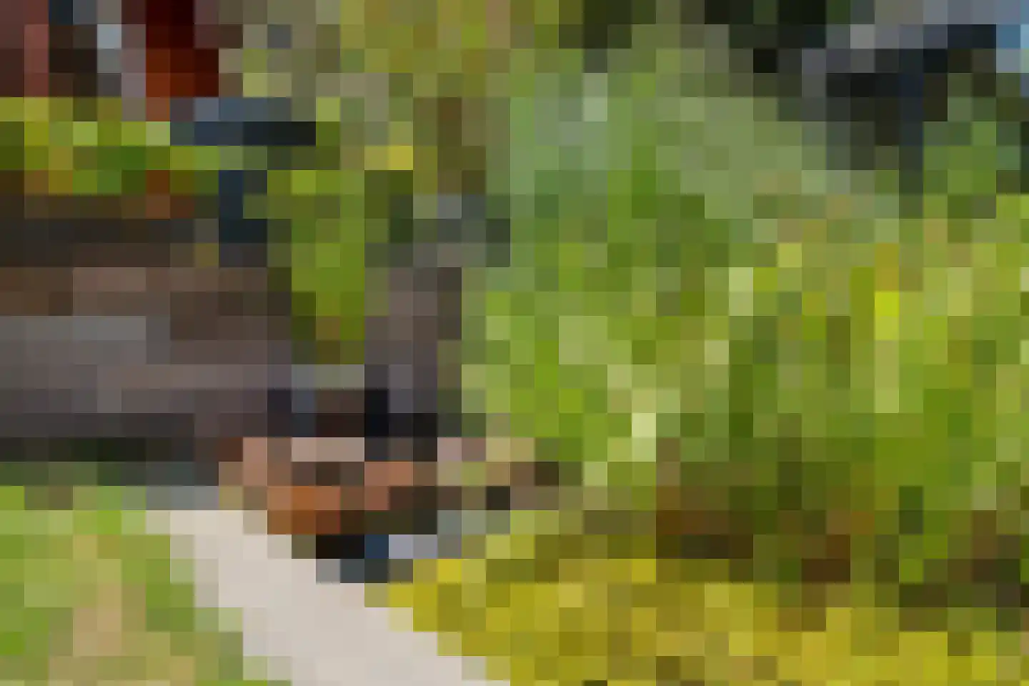 Het Walbekerveld 26 Angerlo thumbnail 56