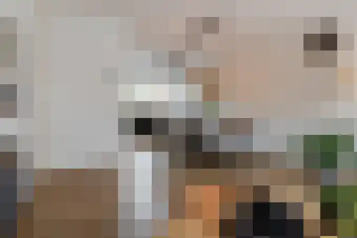 Het Wapenschild 11 Bergambacht thumbnail 9