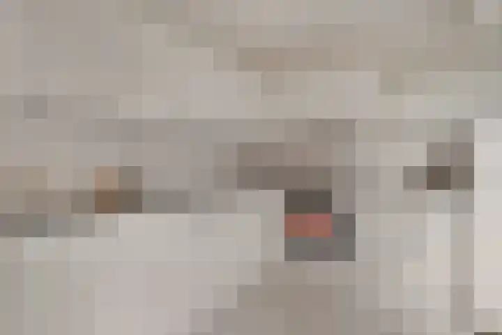 Het Wapenschild 34 Swifterbant thumbnail 12