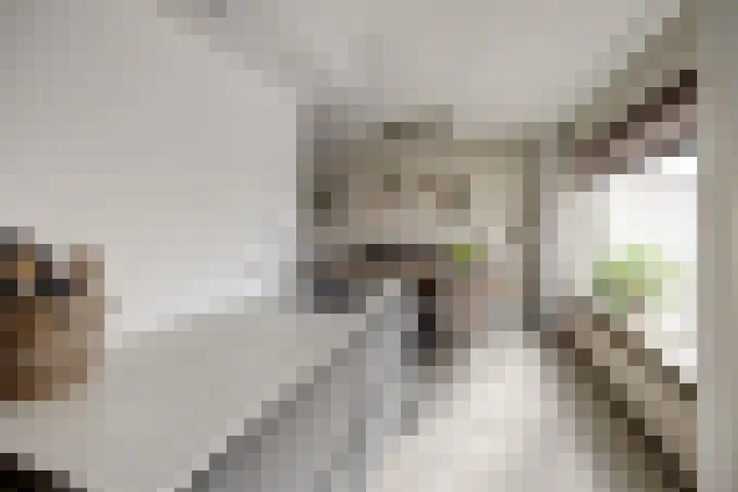 Het Wapenschild 36 Swifterbant thumbnail 20