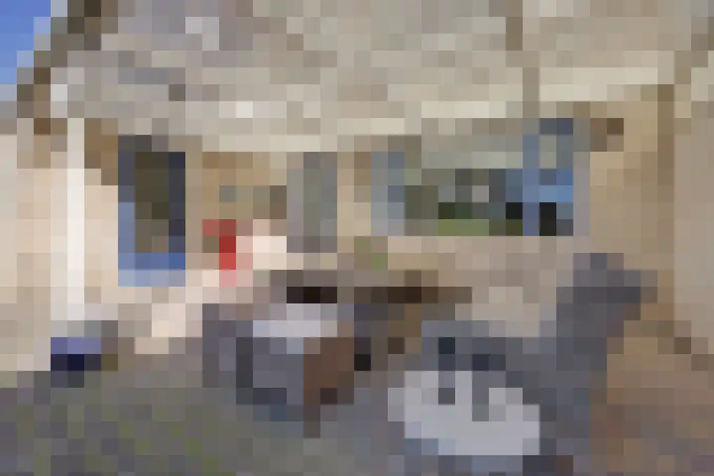 Het Wapenschild 36 Swifterbant thumbnail 45