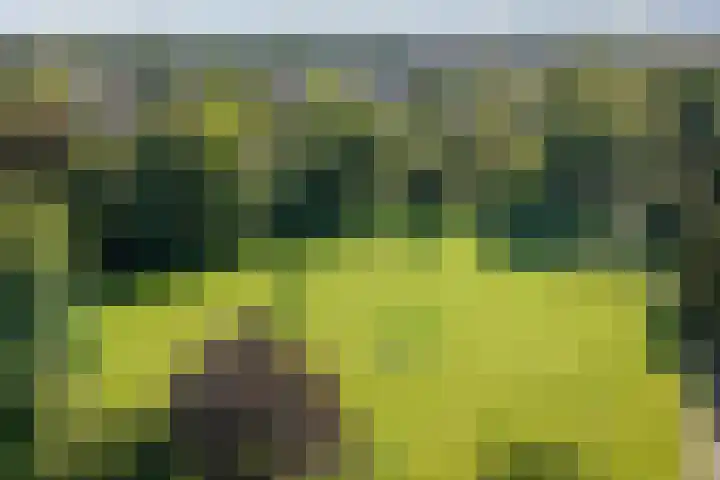 het Wiemelink 7 Vorden thumbnail 64