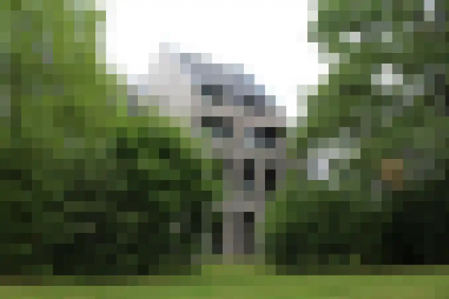 Het Wilhelmus 15 T Maastricht thumbnail 43