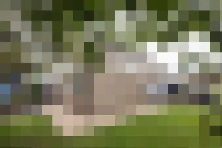 het Wilmink 18 Weerselo thumbnail 25