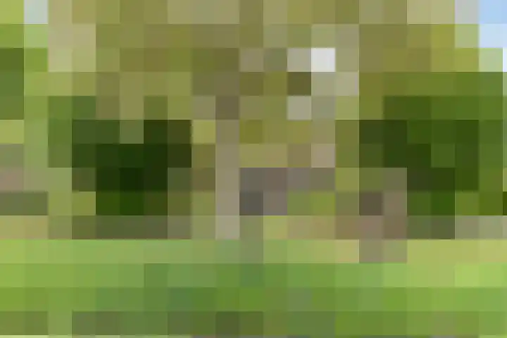 Het Wuiten 3 Veghel foto 2