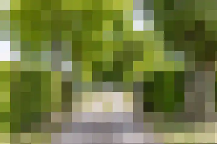Het Wuiten 3 Veghel foto 3
