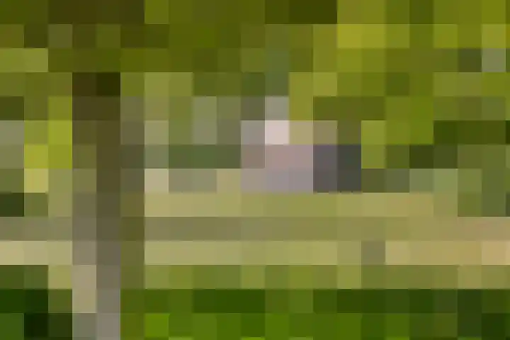 Het Wuiten 3 Veghel thumbnail 46