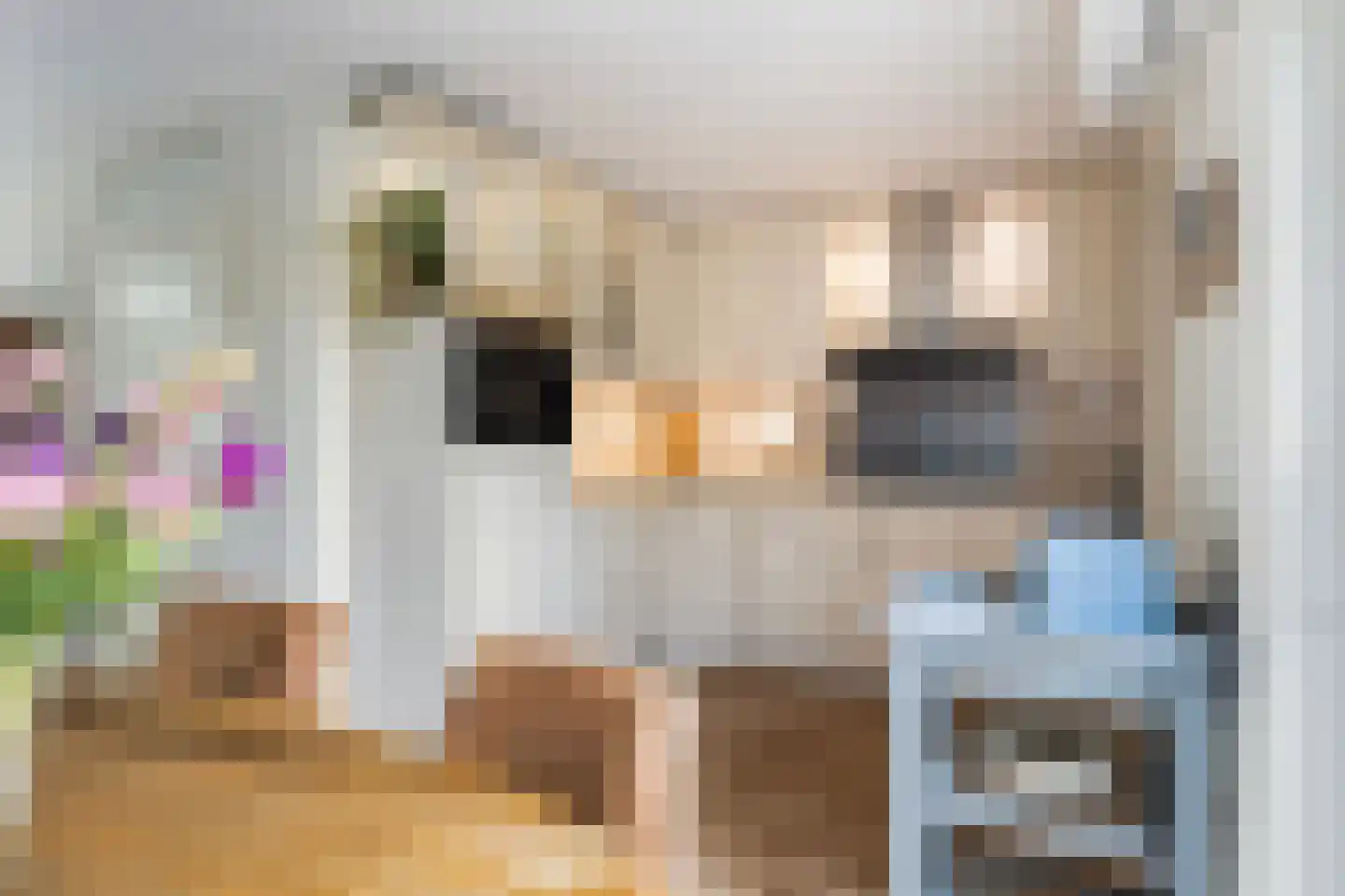 Het Zool 13 Leeuwarden thumbnail 9
