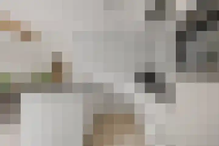 Het Zool 8 Leeuwarden thumbnail 14