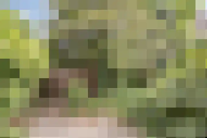 Het Zwanevlot 155 Zutphen thumbnail 26
