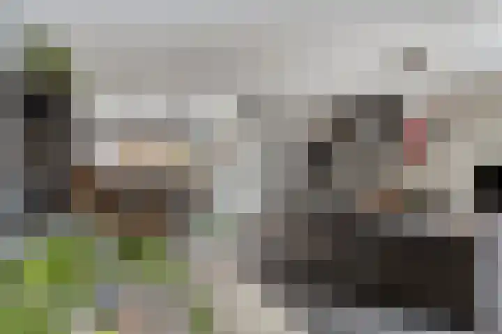 Het Zwanevlot 201 Zutphen thumbnail 13