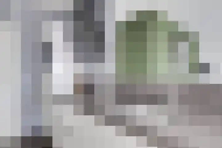 Het Zwanevlot 247 Zutphen thumbnail 17