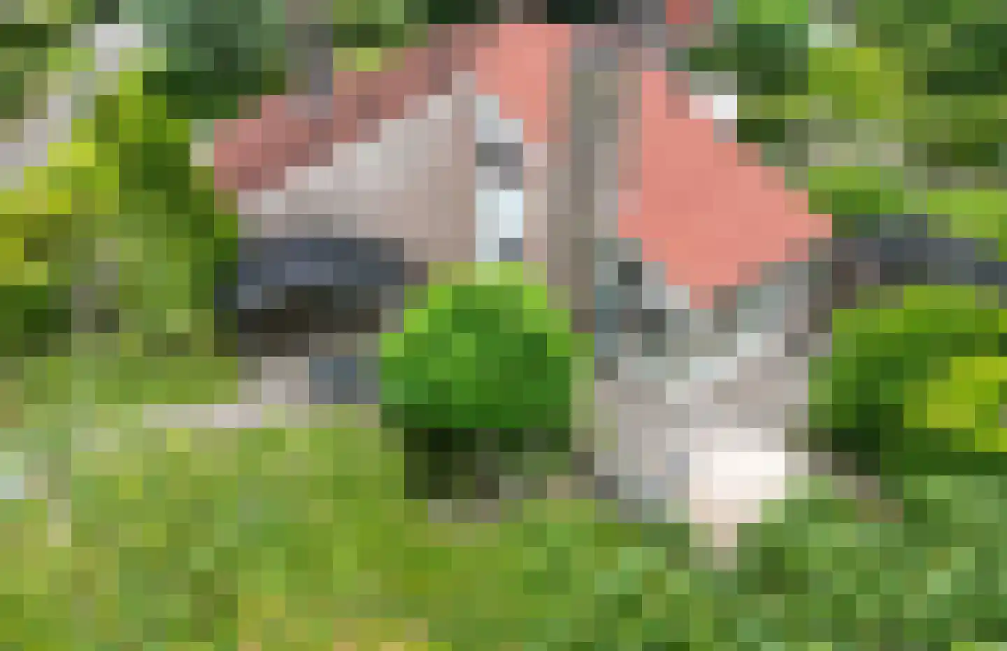 Het Zwiggelterveld 161 Zwiggelte