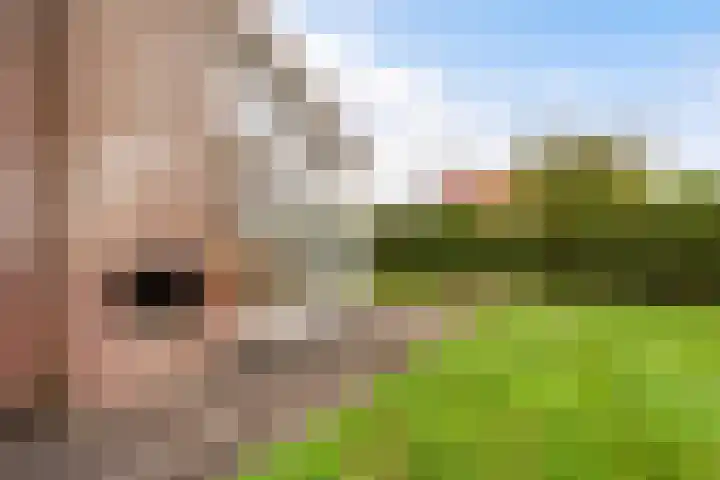 Het Zwiggelterveld 164 Zwiggelte thumbnail 17