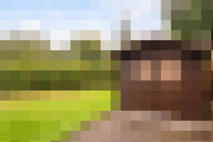 Het Zwiggelterveld 164 Zwiggelte thumbnail 20