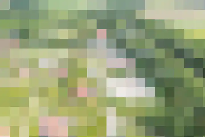 Het Zwiggelterveld 41 Zwiggelte thumbnail 41
