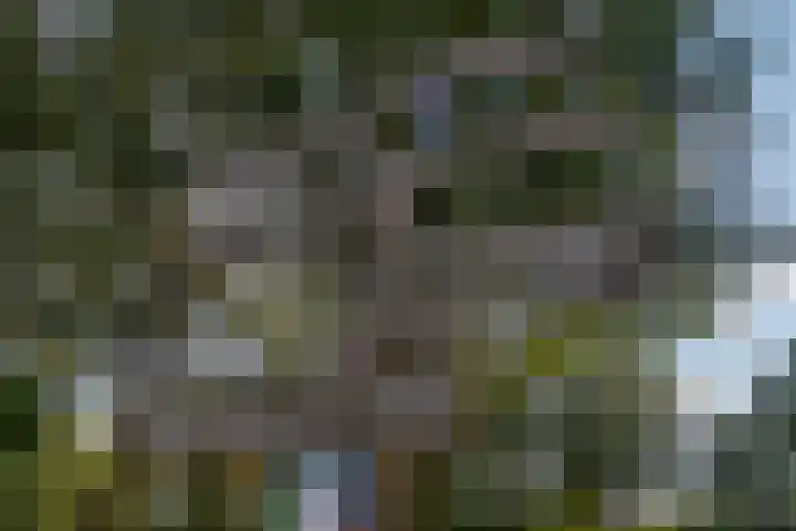Het Zwiggelterveld 41 Zwiggelte thumbnail 42