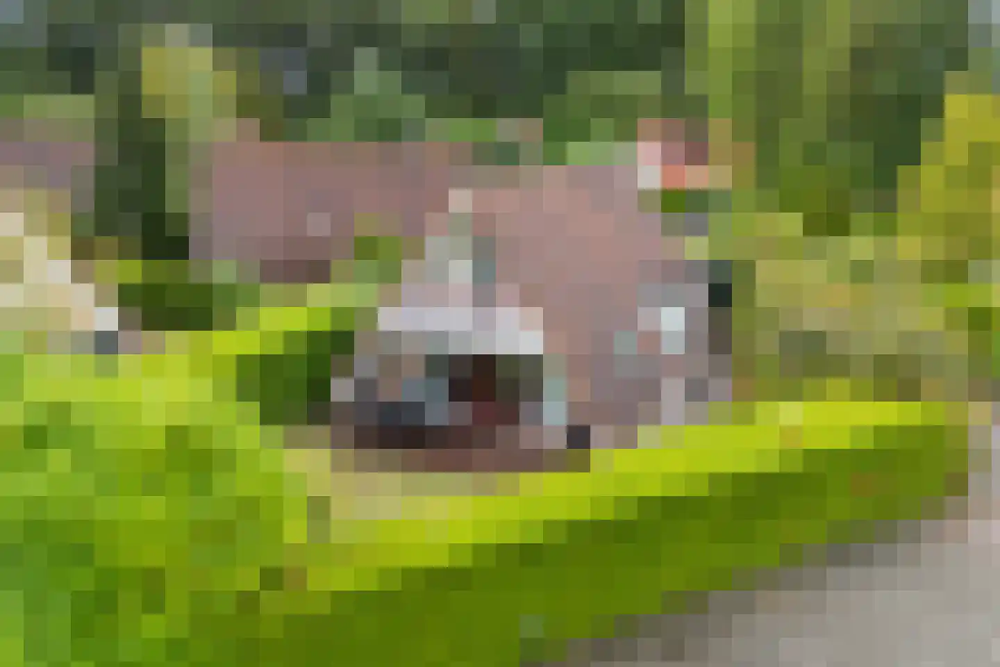 Het Zwiggelterveld 53 Zwiggelte