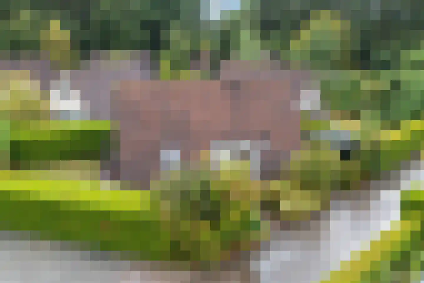 Het Zwiggelterveld 53 Zwiggelte thumbnail 32