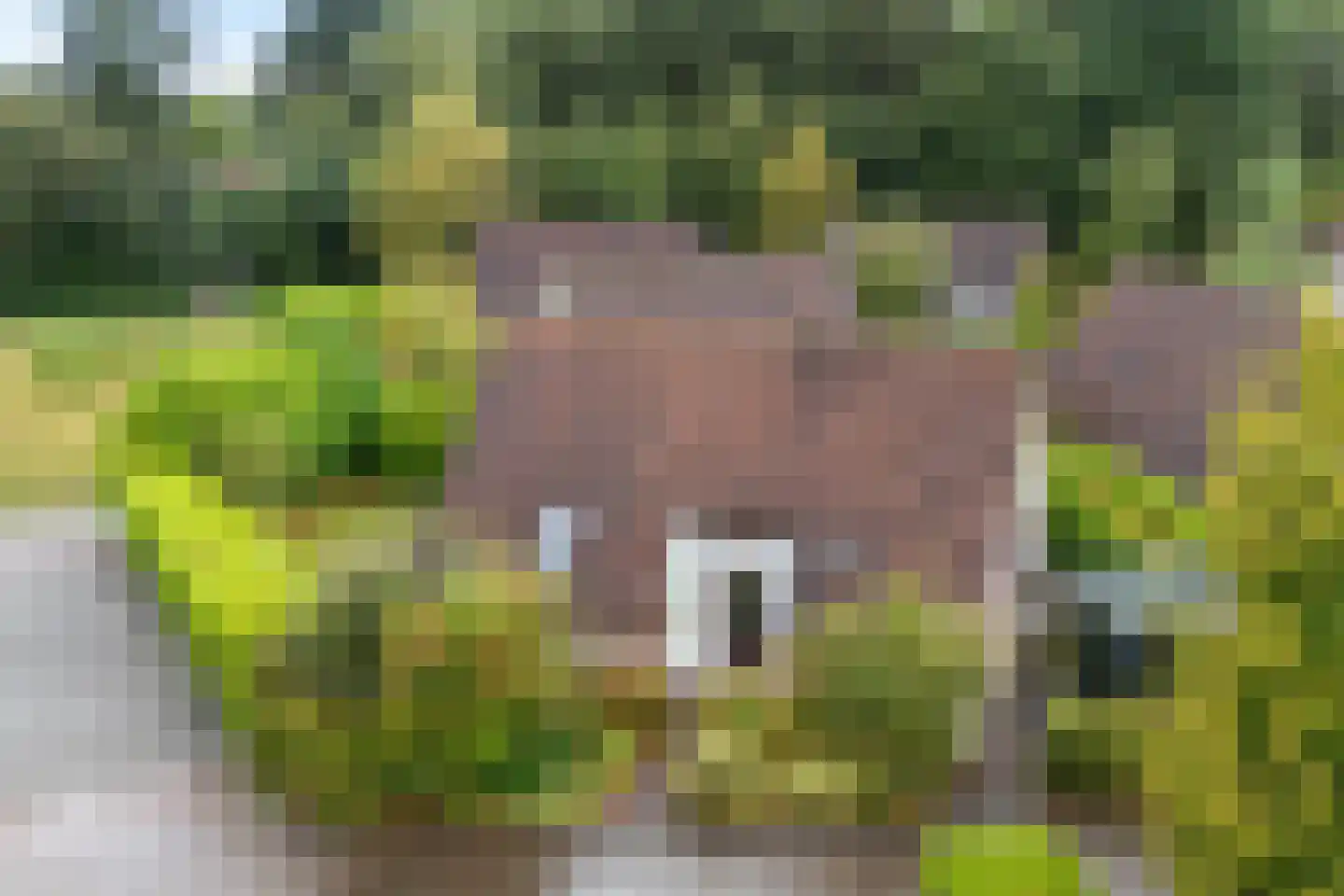 Het Zwiggelterveld 53 Zwiggelte thumbnail 33