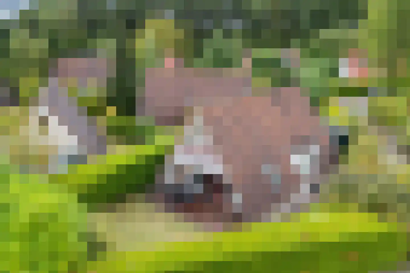 Het Zwiggelterveld 53 Zwiggelte thumbnail 34