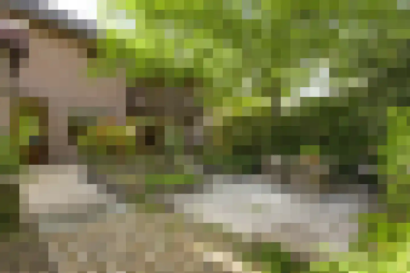 Heufke 5 Roggel thumbnail 30