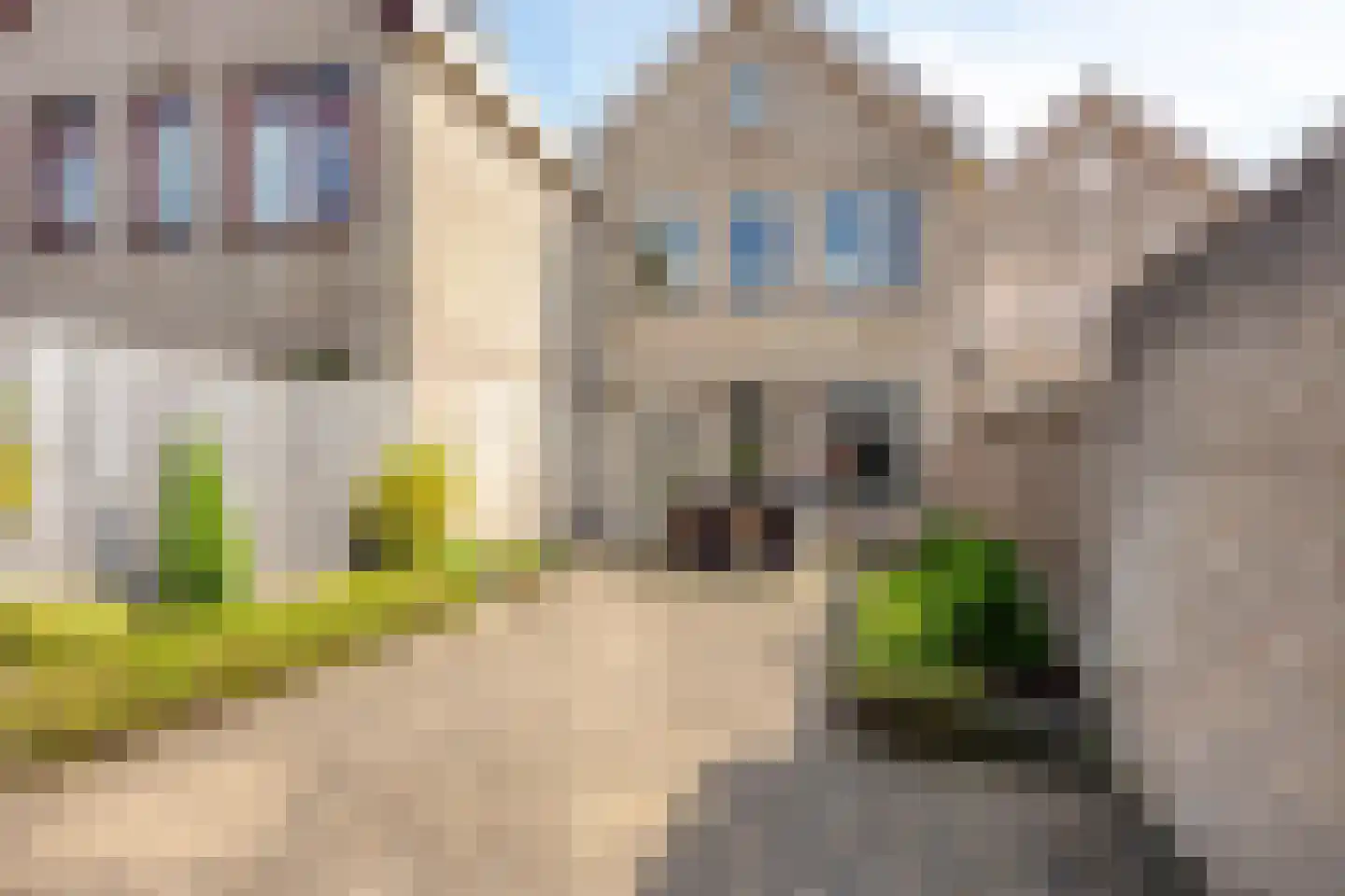 Heufkens 116 Uden thumbnail 41
