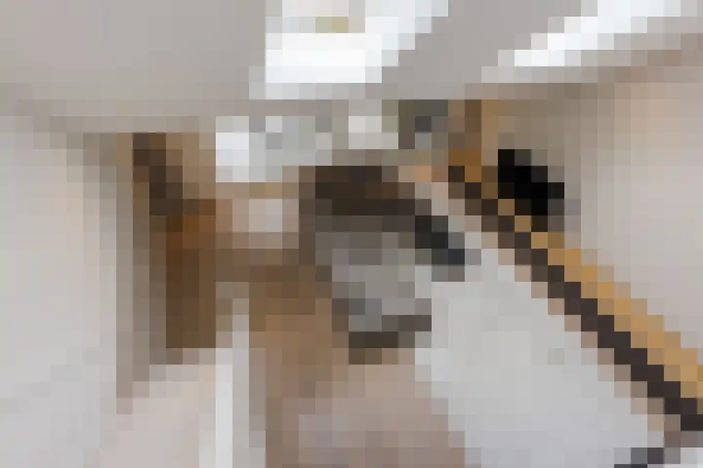 Heufkens 525 Uden thumbnail 27