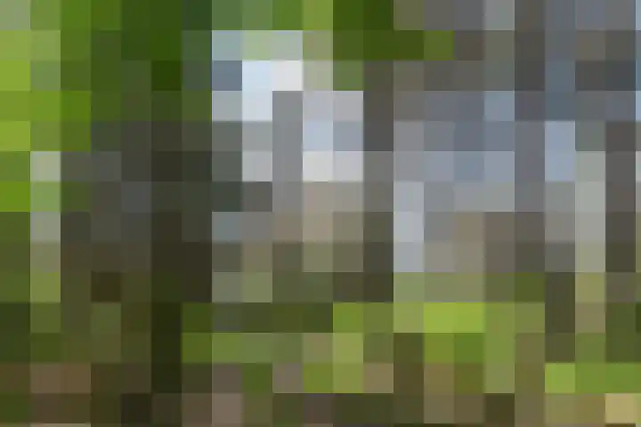 Heugterzijweg 1 Nederweert thumbnail 73