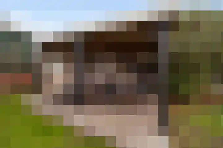 Heulweg 43 Kwintsheul thumbnail 53