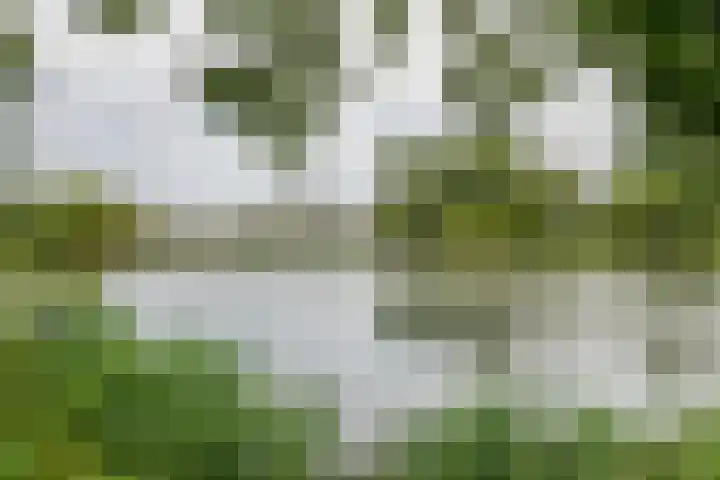 Heuvel 153 Druten thumbnail 28