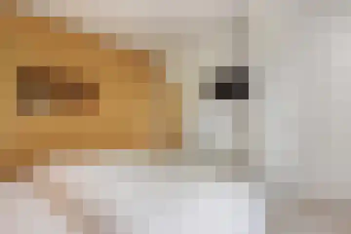 Heuveleindseweg 8 Best thumbnail 22