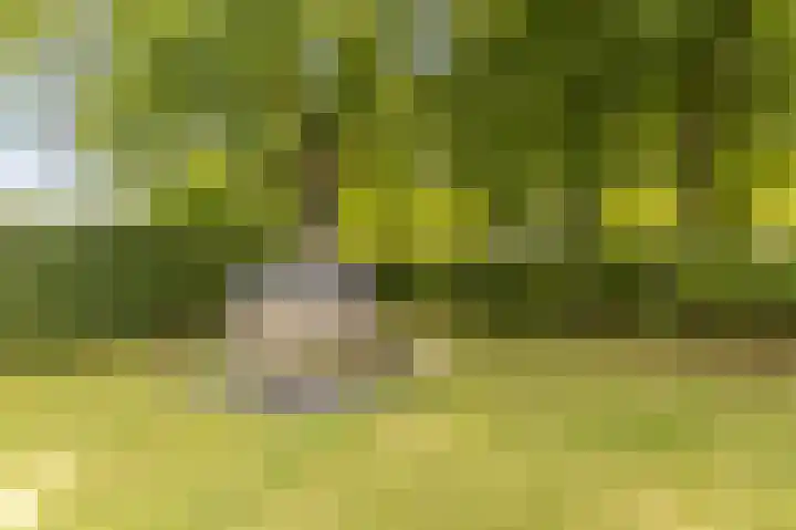 Heuvelweg 2 Vlagtwedde thumbnail 32