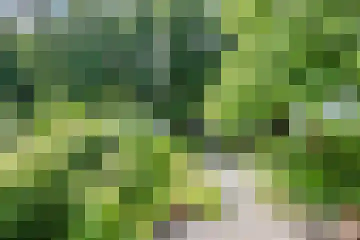 Heuvelweg 36 Vlagtwedde thumbnail 33